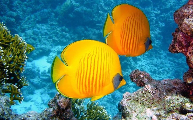Coral Reef Diving
