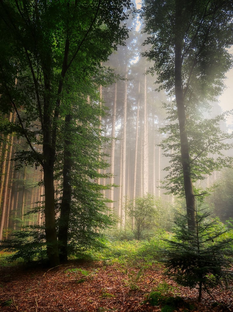 Forest Treks