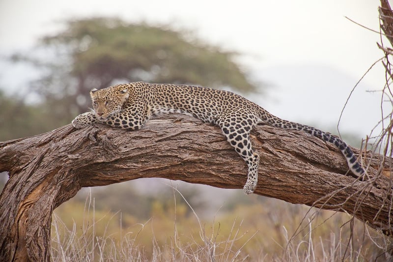 Wildlife Safari
